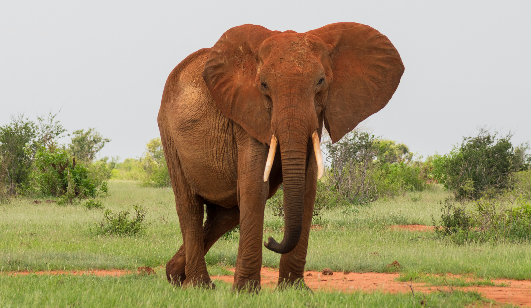 Tsavo East Elephants