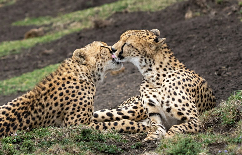 5 Days Cheetah Safari: Tsavo East, Tsavo West, Amboseli & Lake Naivasha