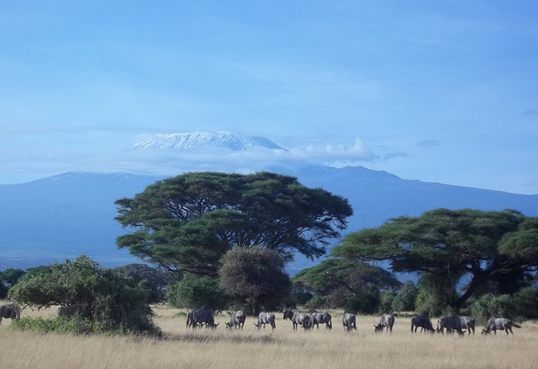 6 Days Amboseli, Lake Nakuru, Lake Bogoria & Lake Naivasha Safari