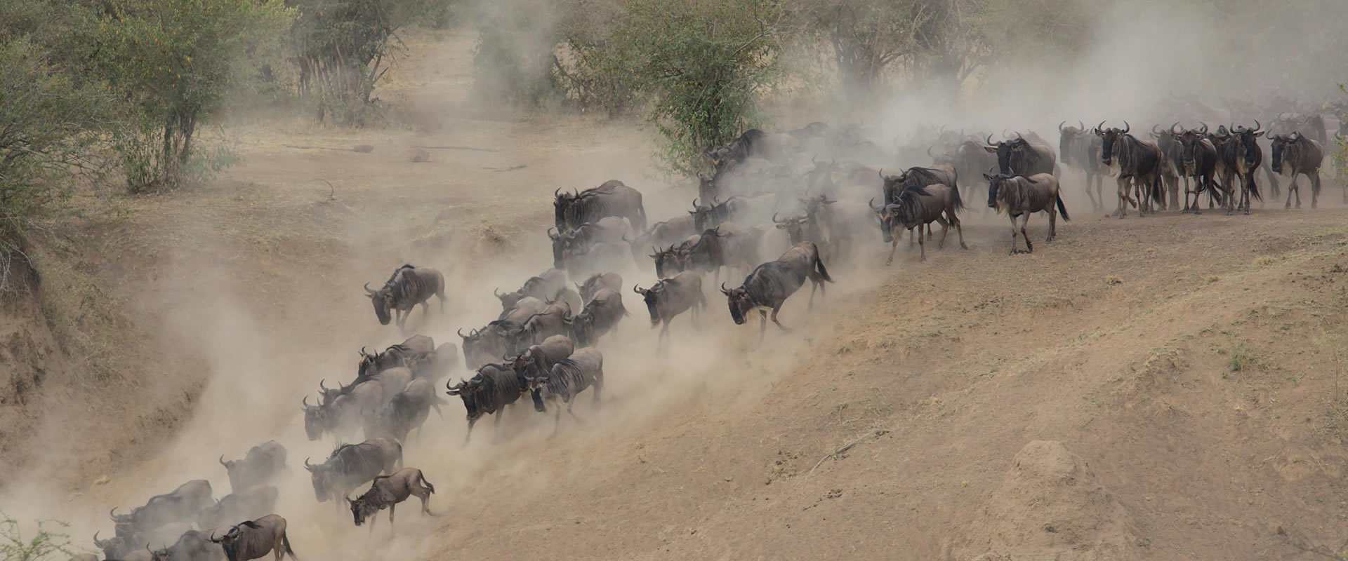 6 Days Masai Mara, Lake Nakuru & Amboseli Safari