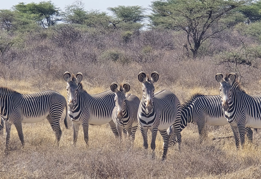 7 Days Samburu, Aberdare, Lake Nakuru & Masai Mara Safari