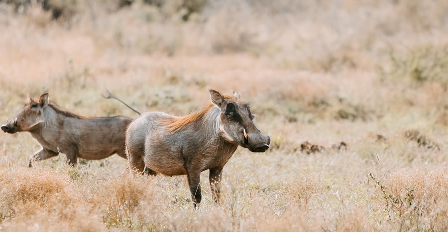 Nairobi – Great Rift Valley – Lake Nakuru National Park