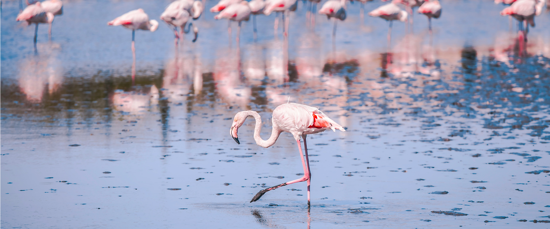 Nairobi – Lake Nakuru National Park