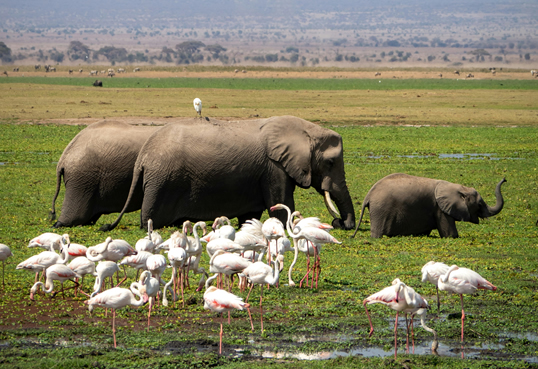 Full Day Amboseli National Park