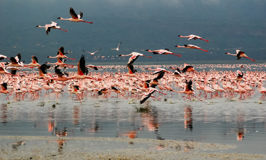 Lake Nakuru National Park – Nairobi