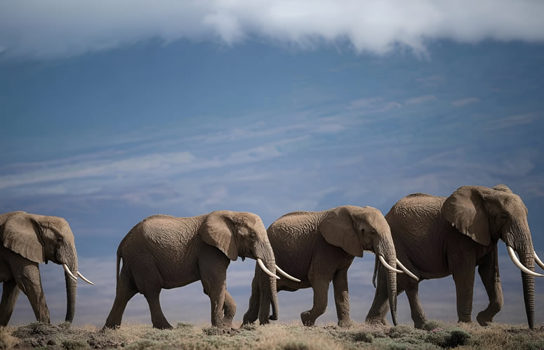 Tsavo West to Tsavo East National Park
