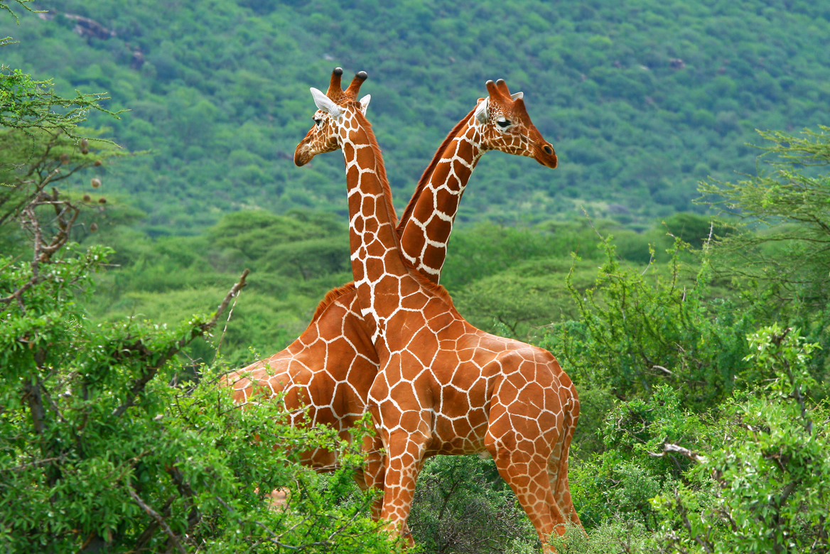 Samburu to Mount Kenya Region