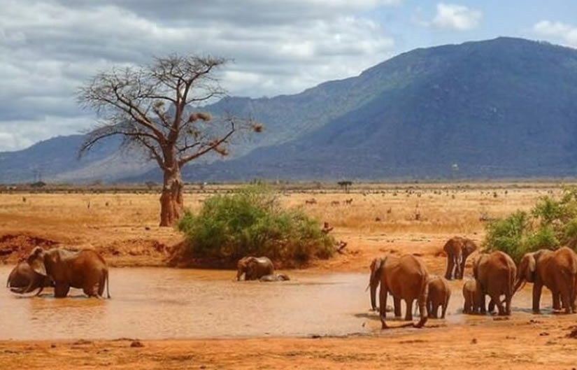 Tsavo East to Nairobi