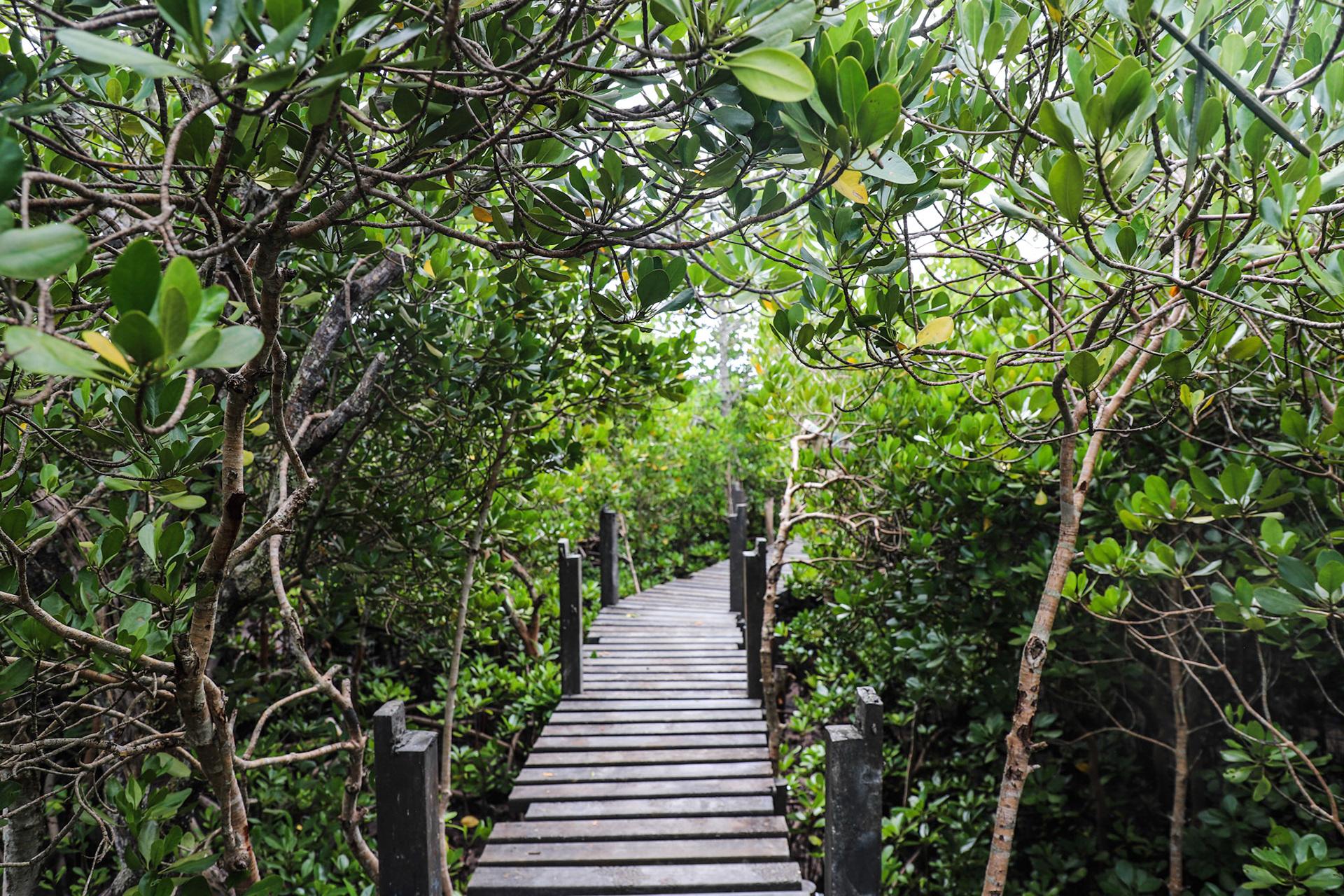 Gazi Mangrove Eco Tour