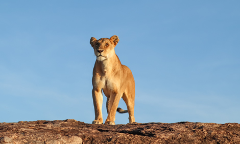 Kenya & Tanzania Explorer