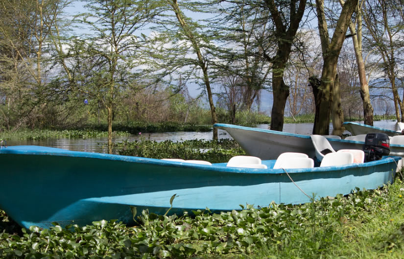 Boat safari on Lake Naivasha