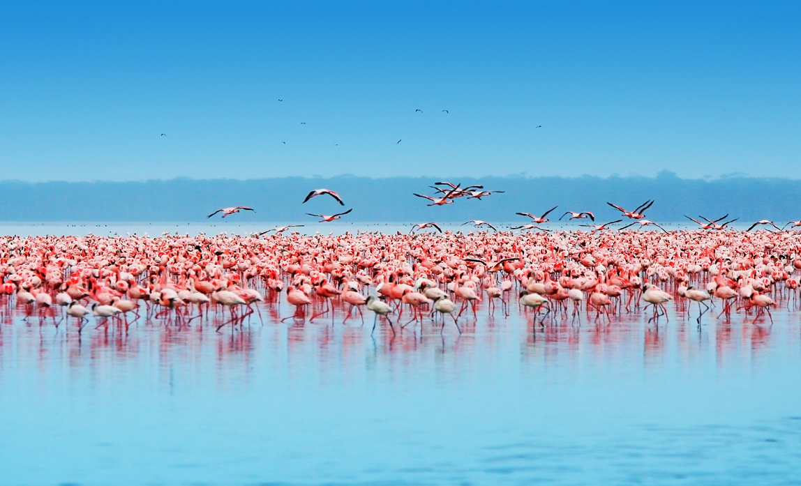 3 Days Lake Nakuru & Lake Naivasha Safari