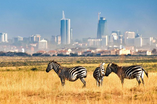 Kenya Safari