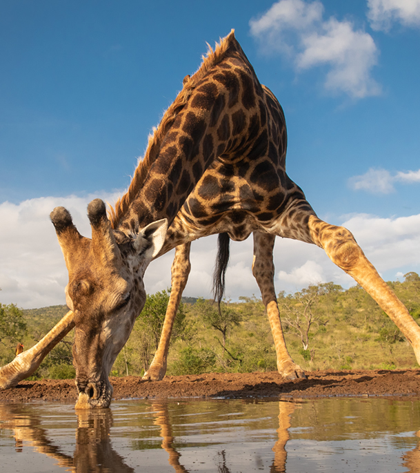 Reticulated giraffe in Samburu National Reserve