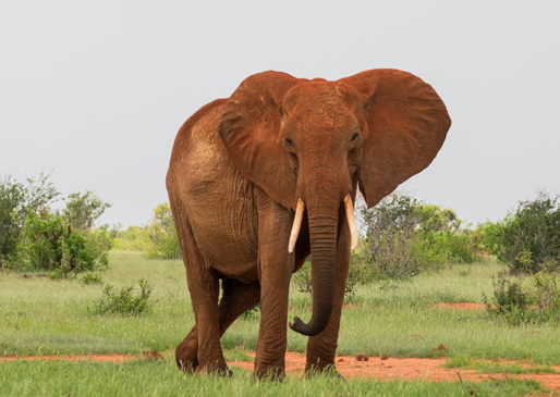 2 Days Tsavo East National Park Safari from Mombasa