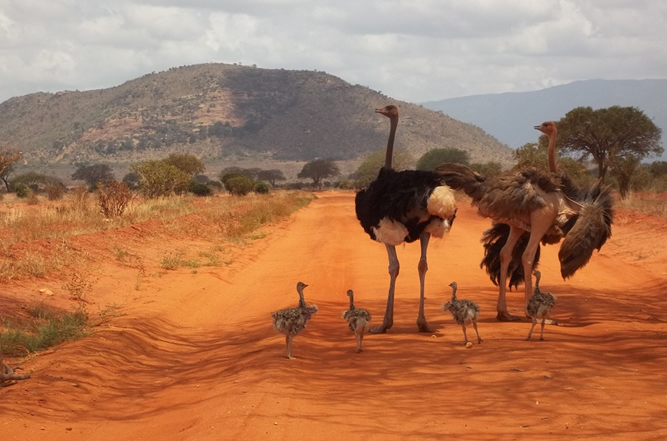 3 Days Tsavo East and Tsavo West Safari