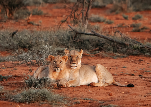 Tsavo East National Park – Mombasa / Diani Beach