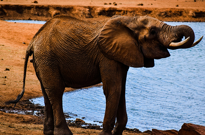 Elephants in Taita Hills Wildlife Sanctuary