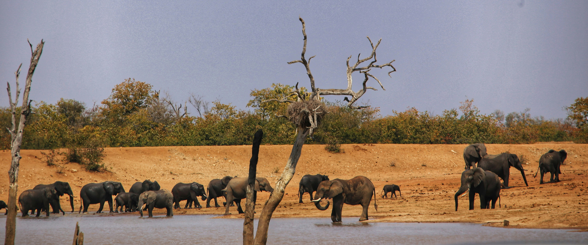 Red elephants in Tsavo East National Park