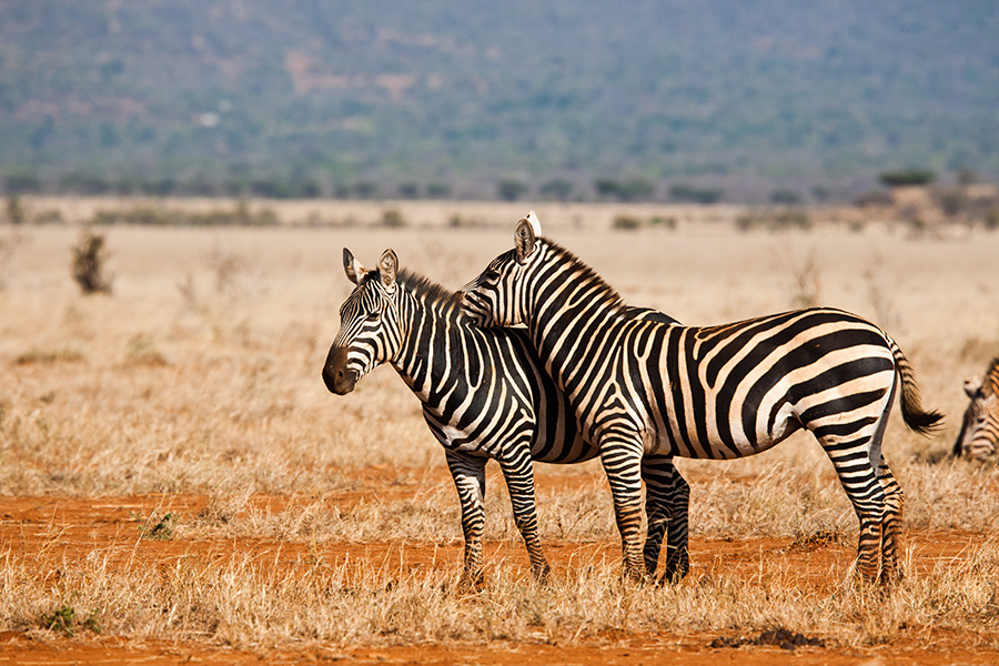 Zebras grazing in Tsavo East National Park